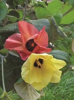 Hibiscus tiliaceus ARBOL