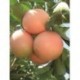 Citrus paradisi - Fruto