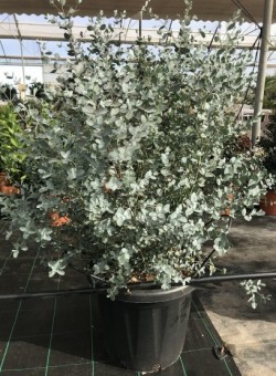 Eucalyptus gunnii ARBUSTO