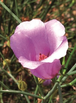 Alyogyne hakeifolia "Melissa Anne" - Flor