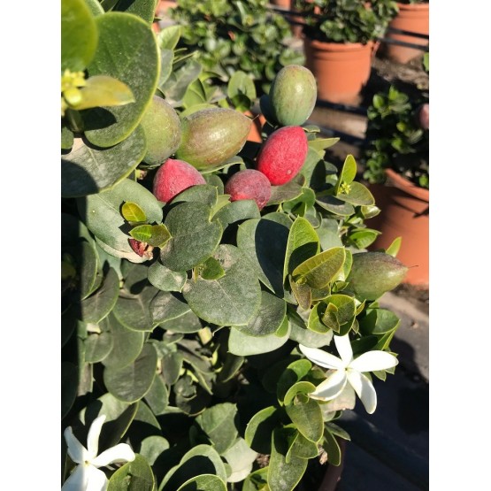 Carissa macrocarpa/grandiflora - Flor
